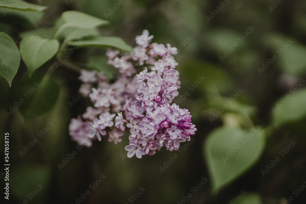 purple flowers in the home garden, lilac on a green background, spring time purple flowers in the home garden, lilac on a green background, spring time