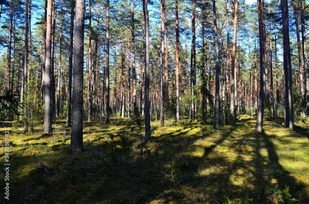 Fototapeta premium Pine forest on a sunny spring day