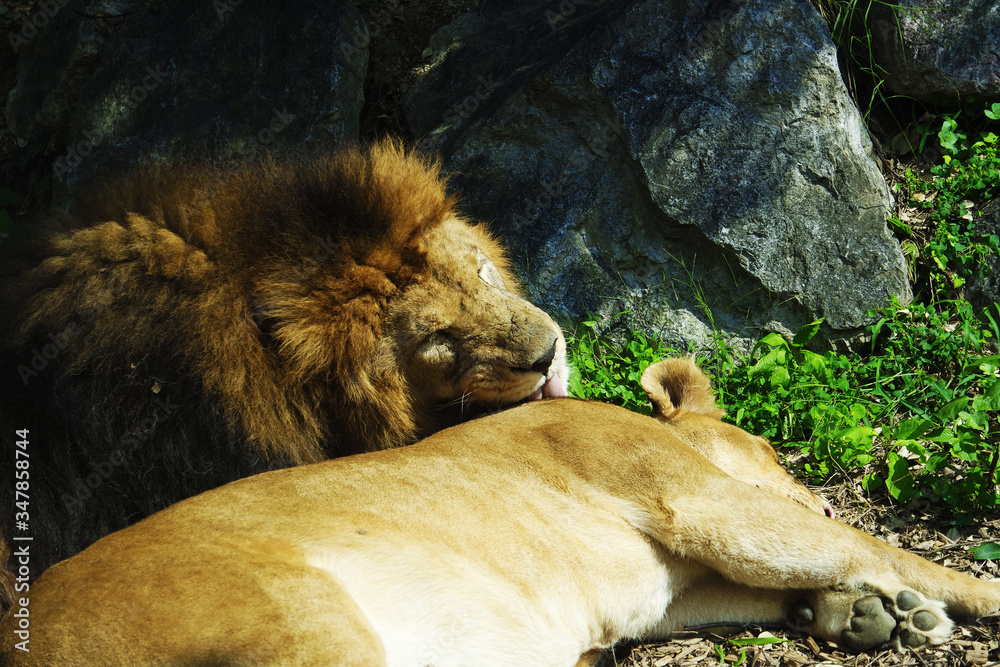 Naklejka premium Couple of lions in the zoo