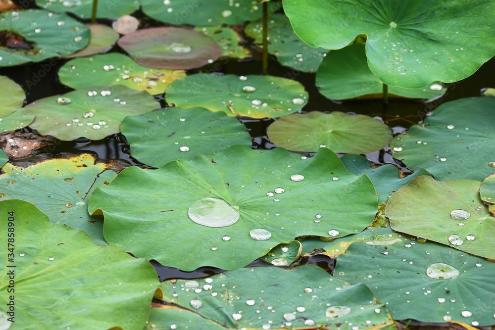 Pond with lotus or waterlilly flowers in Varkala, Kerala, India Pond with lotus or waterlilly flowers in Varkala, Kerala, India