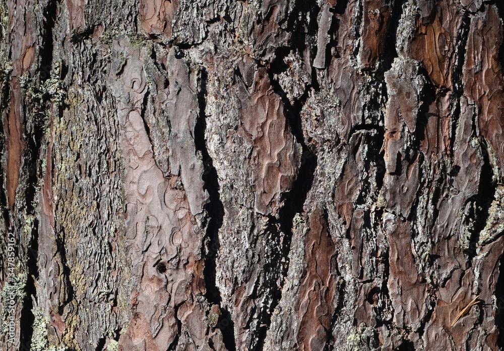 Natural background of pine tree bark. the bark of old pine tree texture, background Natural background of pine tree bark. the bark of old pine tree texture, background