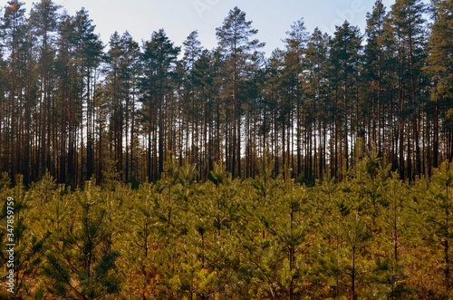 Pine forest on a sunny spring day