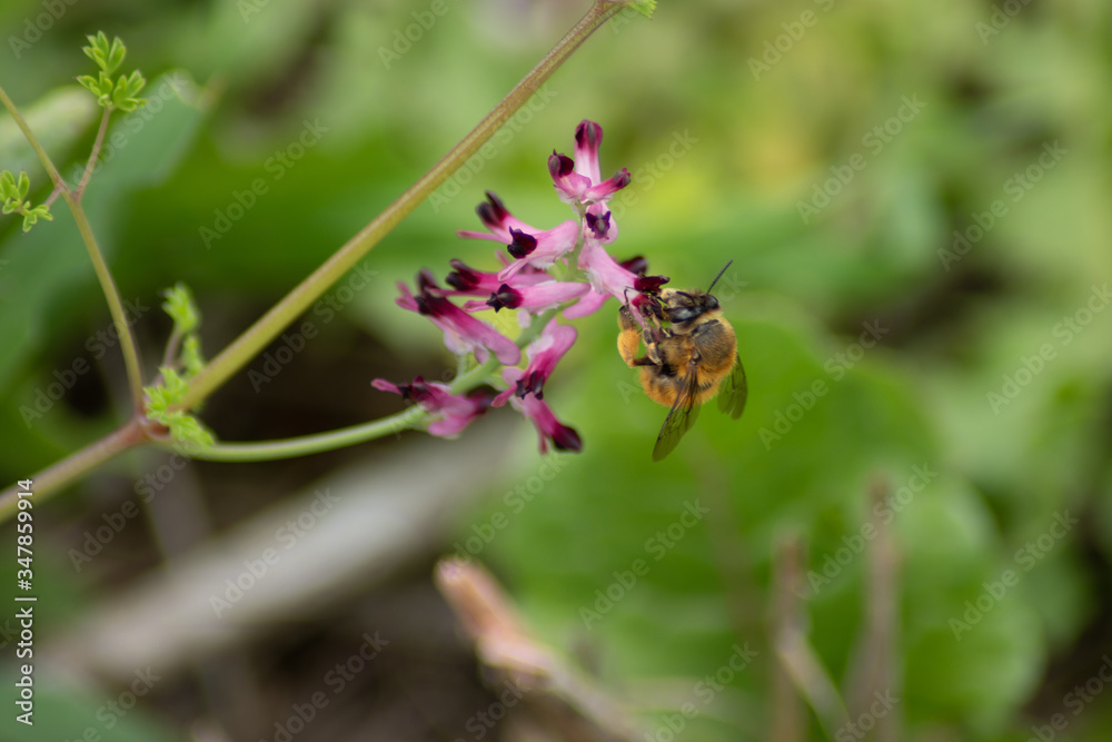 bee on a flower