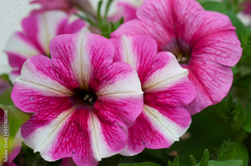 Pink and white petunia