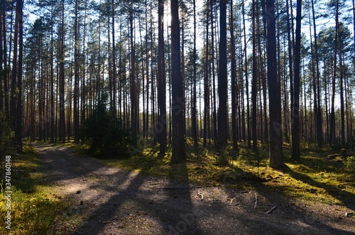The pine forest with a road in the spring. Old forest road © SHARKY PHOTOGRAPHY