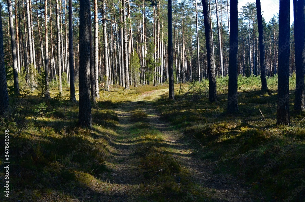 Obraz premium The pine forest with a road in the spring. Old forest road