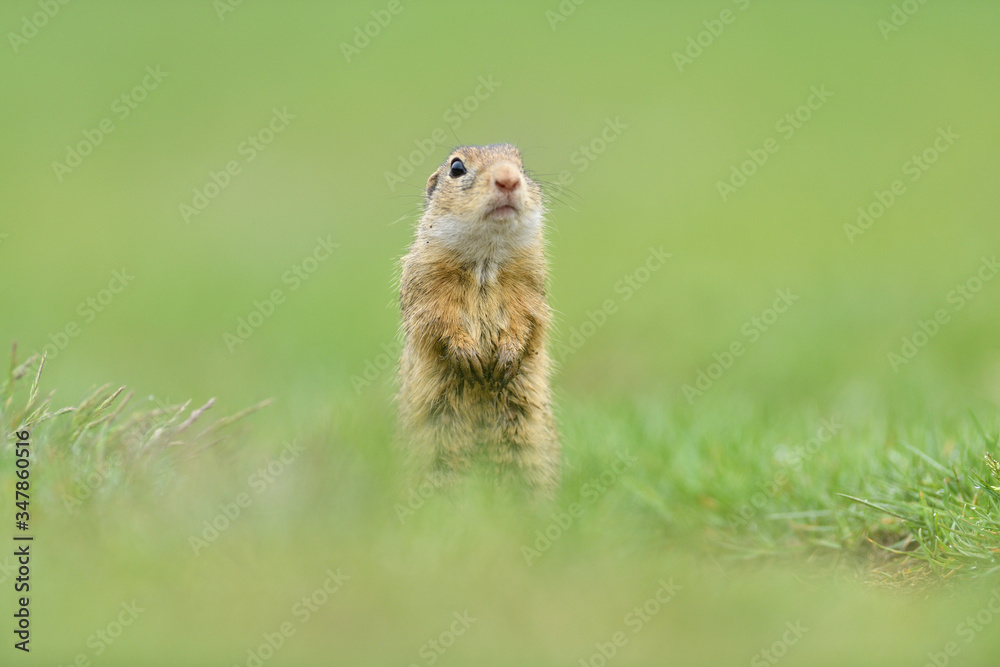Ground squirrel keeps food in the front paws and eats in the grass Ground squirrel keeps food in the front paws and eats in the grass