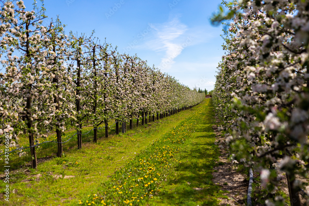 Naklejka premium Blooming apple trees 