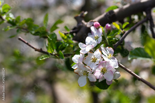 Blooming apple trees  © Fotoforce