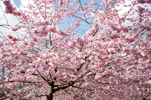 Spring cherry blossoms under blue sky © jessie