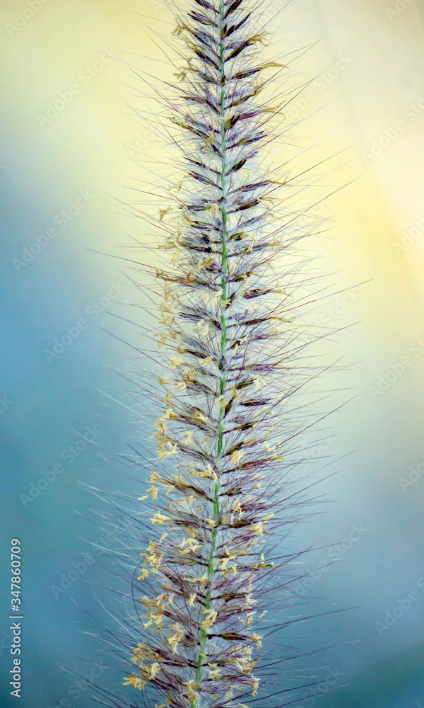 Single Poaceae Grass Flowers Close up