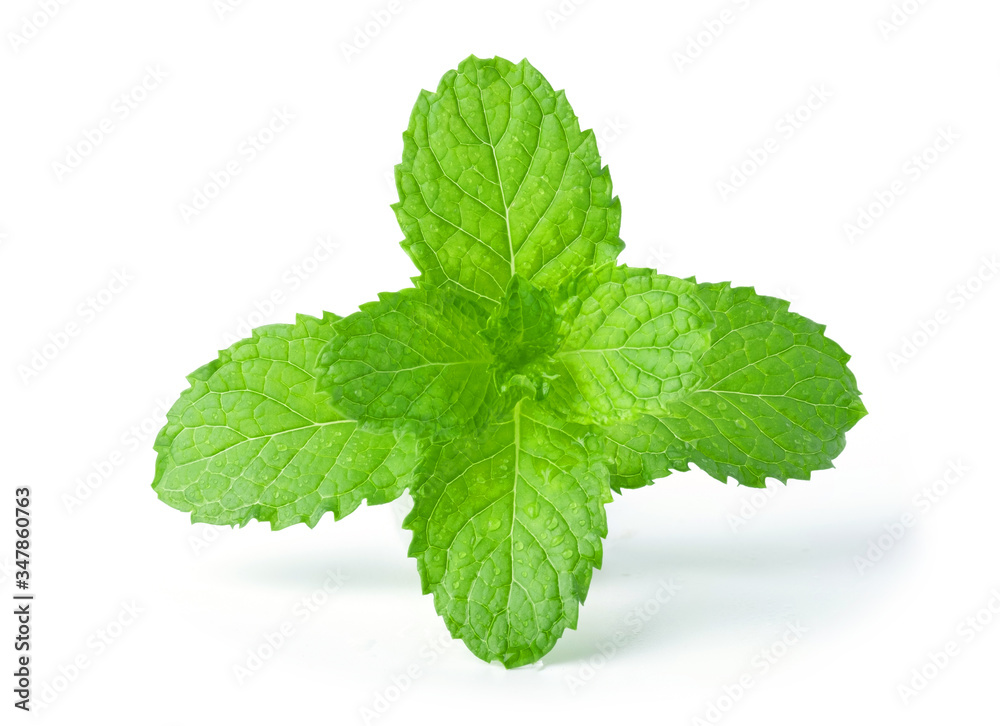 Fresh mint leaves isolated on white background Fresh mint leaves isolated on white background