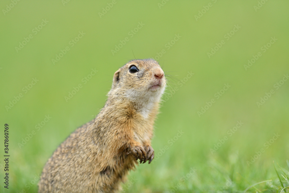 Ground squirrel lurking over the grass in the spring meadow Ground squirrel lurking over the grass in the spring meadow