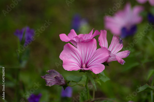 purple flowers in the garden