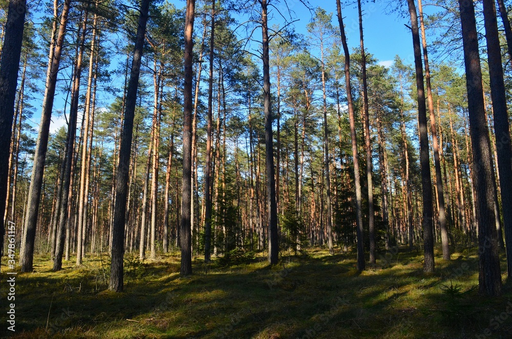 Obraz premium Pine forest on a sunny spring day