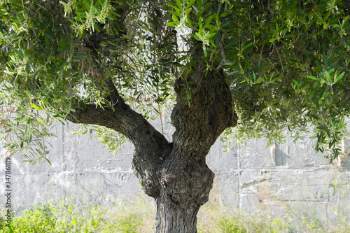 OLIVO