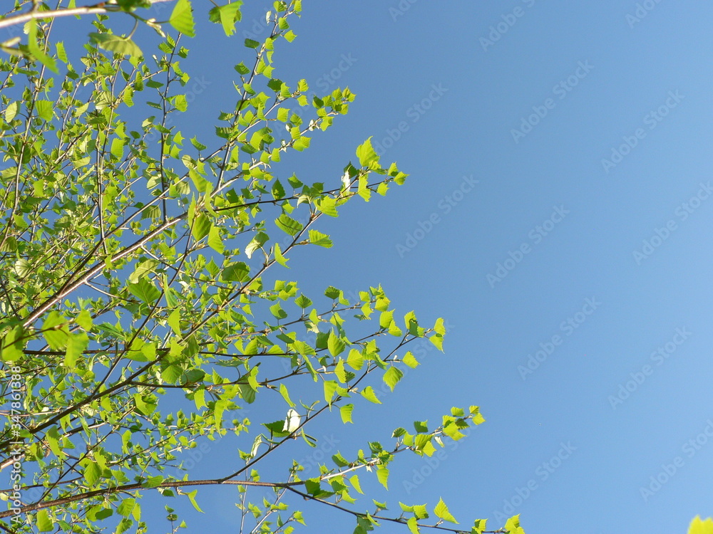 Spring birch branch with young leaves against a blue sky. Springtime nature and allergy concept. Copy space for text on blue sky background. Spring birch branch with young leaves against a blue sky. Springtime nature and allergy concept. Copy space for text on blue sky background.