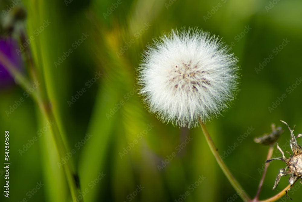 Fototapeta premium dandelion on green background