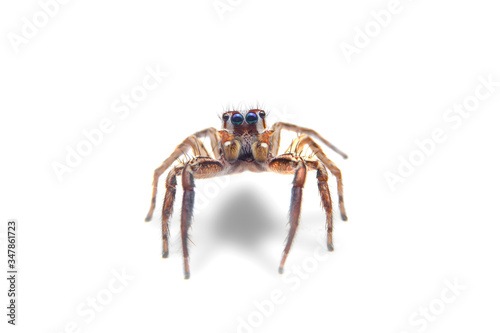 Macro of the jumping spider on white background. Close up of the home spider on white paper background.