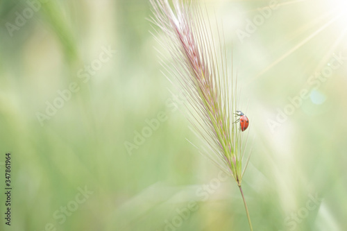 Ladybug on the grass. Flare in the upper right. Warm light. Ideal for banner. Luck concept 