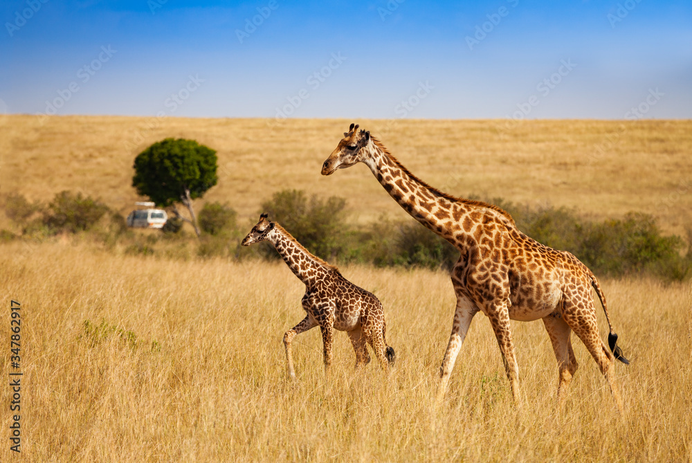 Obraz premium Two giraffes and safari car for tourist observe animals in natural habitat in Kenya Amboseli park