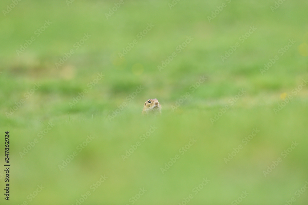 Ground souslik peeks and lurking out of the burrow around the meadow Ground souslik peeks and lurking out of the burrow around the meadow