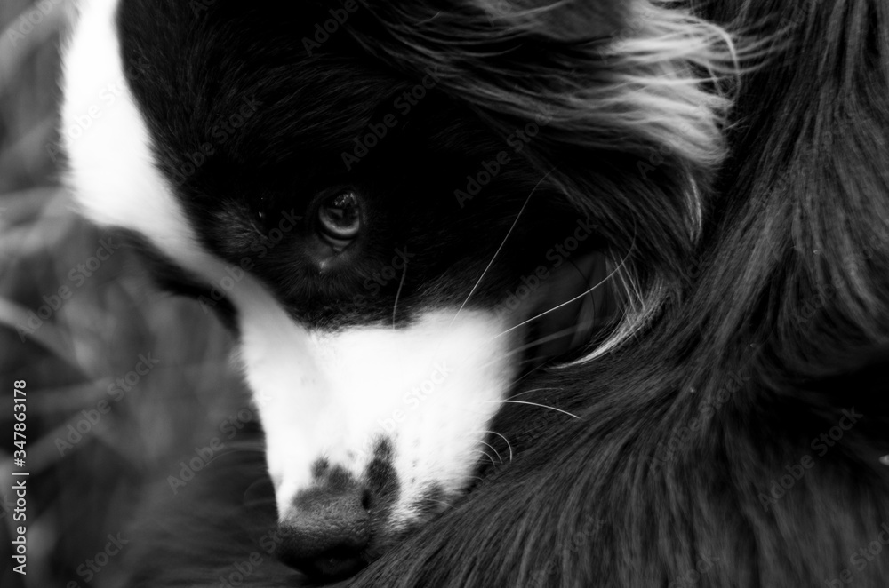 Black white dog head close-up idyllic Black white dog head close-up idyllic