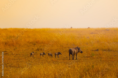 Family group of warthogs pigs standing together in Kenya savanna, Africa photo