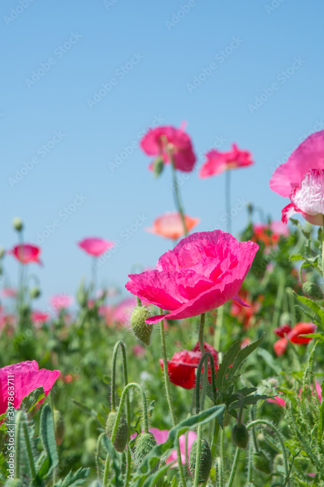 Obraz premium ポピー畑