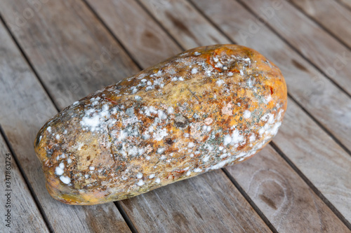 Rotten and decomposing papaya with mold and fungus