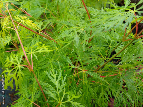 Acer palmatum var. dissectum 'Emerald Lace' photo