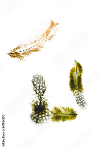 Green, red, orange, yellow feathers on white background.