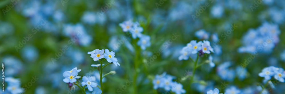 Field of delicate forget-me-nots. Floral blue background Field of delicate forget-me-nots. Floral blue background