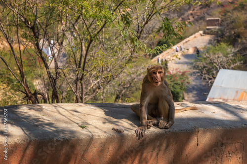 Cute monkey of India, Monkey Temple or Galta Ji Temple in Jaipur