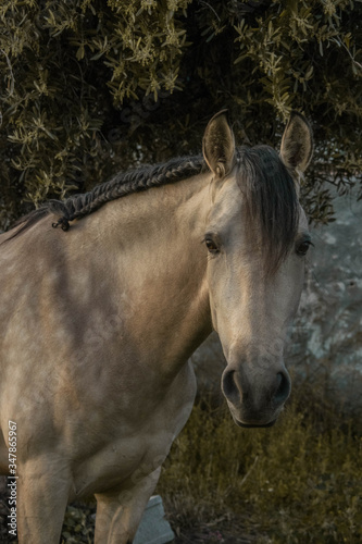 Caballo trenzado