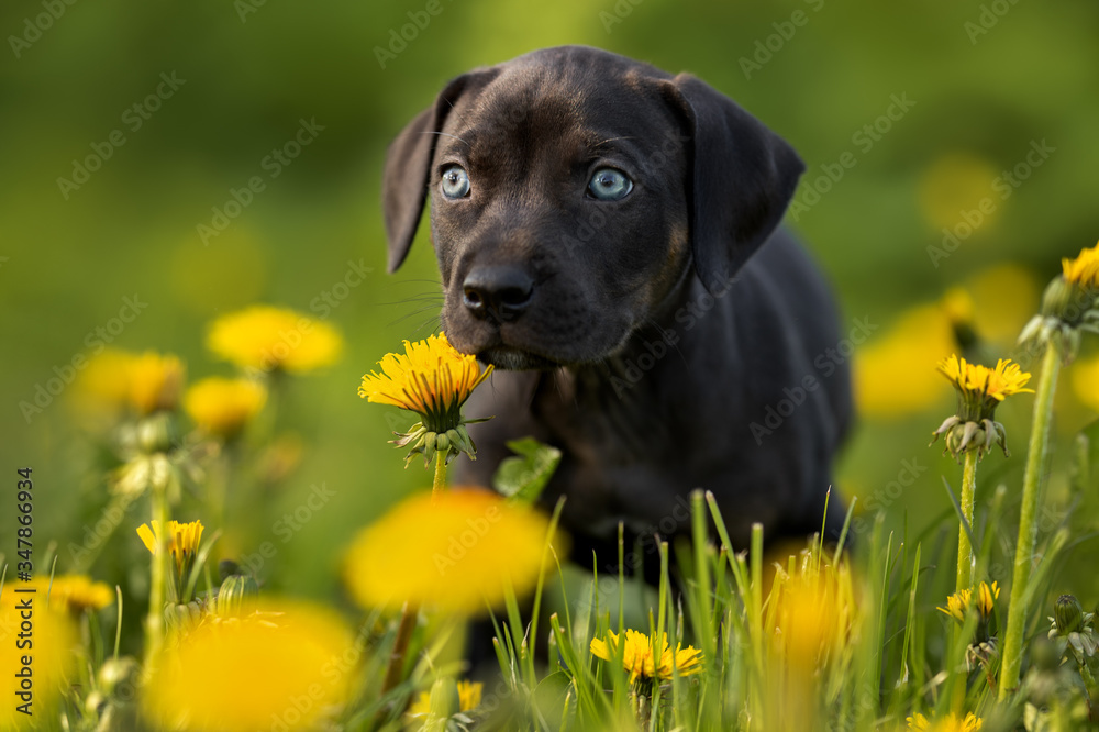 louisiana catahoula leopard dog puppy walking on grass in summer