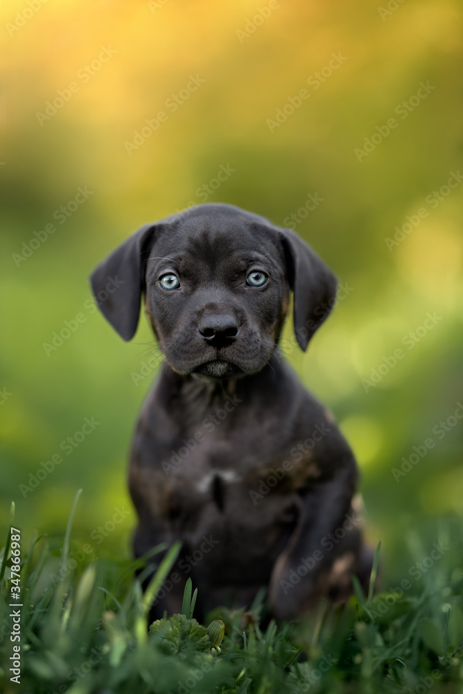 black catahoula  dog puppy posing on grass in summer