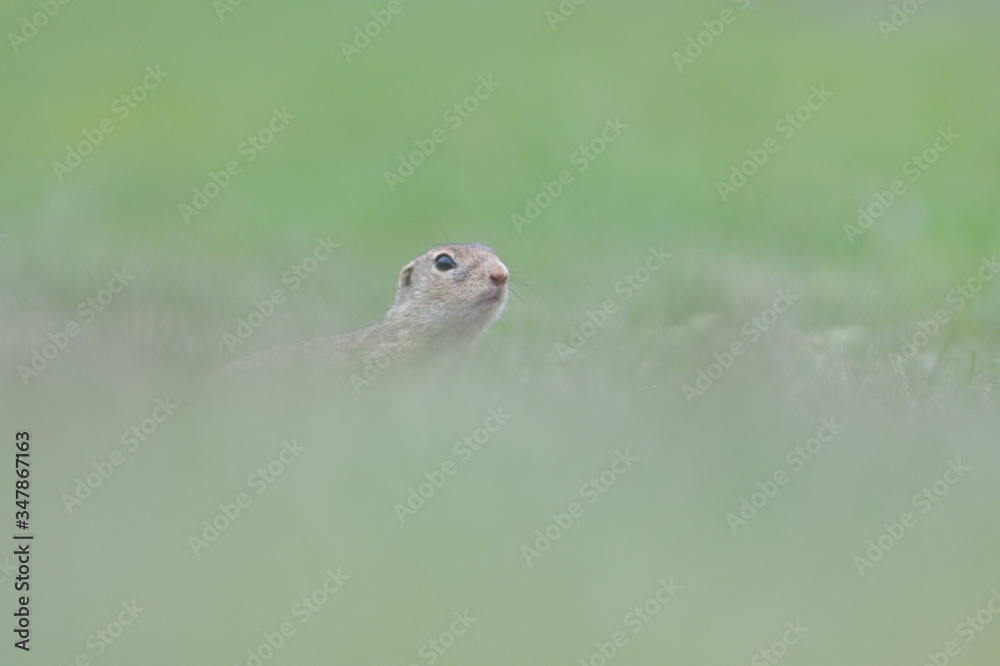 Ground squirrel lurking over the grass in the spring meadow Ground squirrel lurking over the grass in the spring meadow