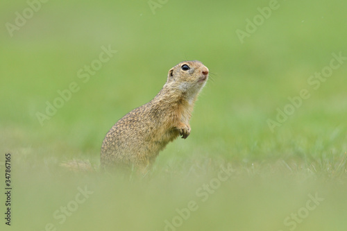 Foto Ground squirrel lurking over the grass in the spring meadow