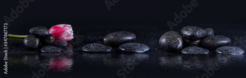 Orchids with pebbles and spray of water. Panoramic image