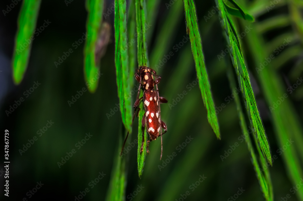 Longhorn beetle on a green leaf Longhorn beetle on a green leaf