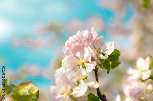 Branches of apple blossom on a blue background © Shi 