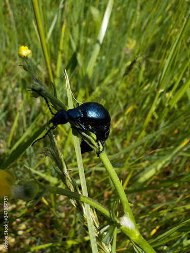 Ölkäfer, auch „Maiwurm