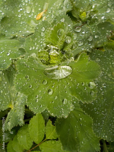 Regentropfen auf Blatt