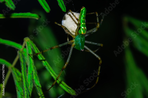 Green spider with egg sac on a green leaf © MURALI