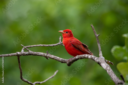 Summer Tanager on a branch © Essie