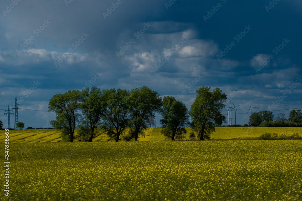 rapeseed field under blue sky