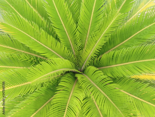 Top view of green leaf  palm tree.