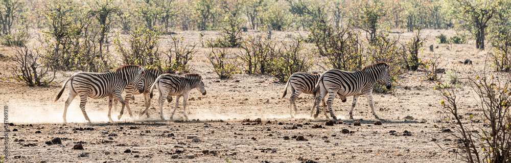 Group of Zebras in the Kruger National Park, South Africa Group of Zebras in the Kruger National Park, South Africa