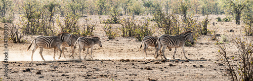 Group of Zebras in the Kruger National Park  South Africa